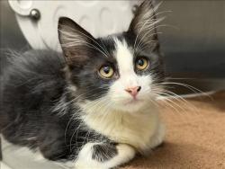 Shelter Stray Male Cat last seen , 1850 W 60th St, Los Angeles, CA 90047, USA