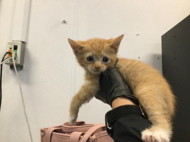 Shelter Stray Female Cat last seen Near BLOCK DESERT VISTA RD, CATHEDRAL CITY CA 92234, Thousand Palms, CA, USA