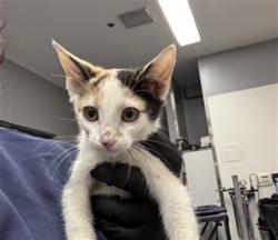 Shelter Stray Female Cat last seen Near BLOCK CA-111, LA QUINTA CA 92253, Thousand Palms, CA, USA