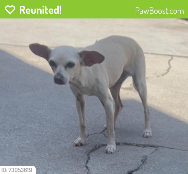 Reunited Female Dog last seen O'Sullivan Drive, Los Angeles, CA 90032