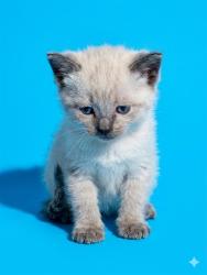 Shelter Stray Female Cat last seen Near BLOCK CABINET CT, 2020 Forest St, Jacksonville, FL 32204, USA