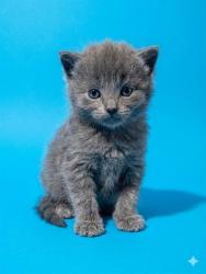 Shelter Stray Female Cat last seen Near BLOCK CABINET CT, 2020 Forest St, Jacksonville, FL 32204, USA