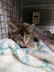 Shelter Stray Female Cat last seen Near BLOCK CASSAT AVE, 2020 Forest St, Jacksonville, FL 32204, USA