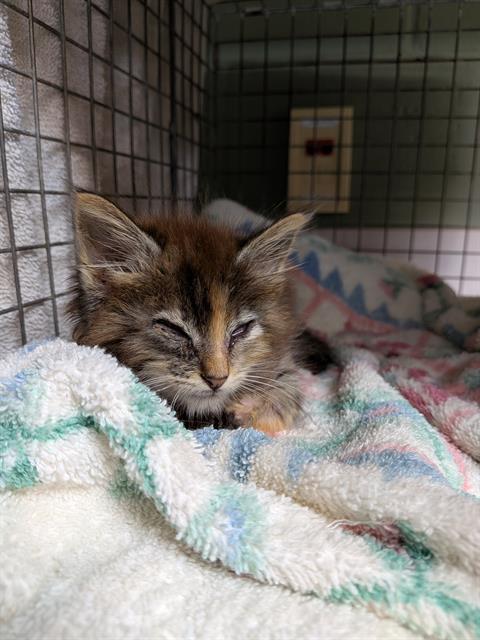 Shelter Stray Female Cat last seen Near BLOCK CASSAT AVE, 2020 Forest St, Jacksonville, FL 32204, USA