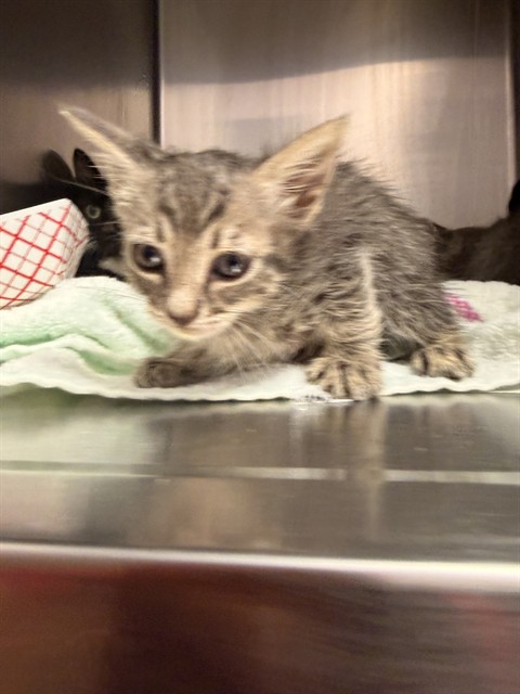 Shelter Stray Female Cat last seen Near BLOCK WILCREST CIR W, 2020 Forest St, Jacksonville, FL 32204, USA