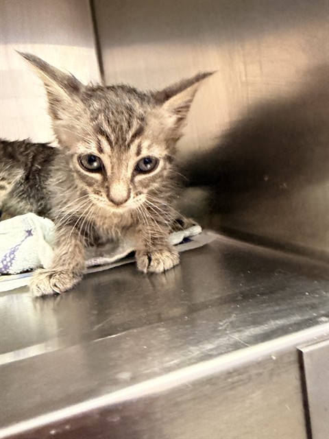 Shelter Stray Male Cat last seen Near BLOCK WILCREST CIR W, 2020 Forest St, Jacksonville, FL 32204, USA