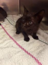Shelter Stray Female Cat last seen Near BLOCK WILCREST CIR W, 2020 Forest St, Jacksonville, FL 32204, USA
