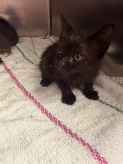 Shelter Stray Female Cat last seen Near BLOCK WILCREST CIR W, 2020 Forest St, Jacksonville, FL 32204, USA