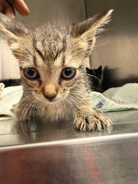Shelter Stray Female Cat last seen Near BLOCK WILCREST CIR W, 2020 Forest St, Jacksonville, FL 32204, USA