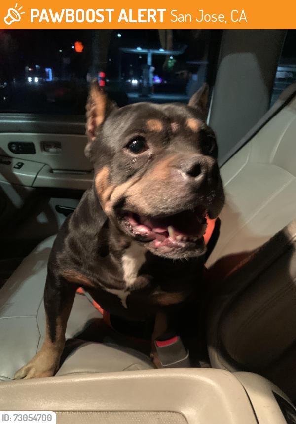 Found/Stray Female Dog last seen Clayton road, San Jose, CA 95127