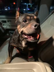 Found/Stray Female Dog last seen Clayton road, San Jose, CA 95127