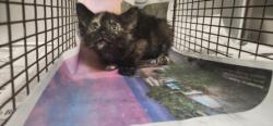 Shelter Stray Female Cat last seen , 11361 W Pico Blvd, Los Angeles, CA 90064, USA