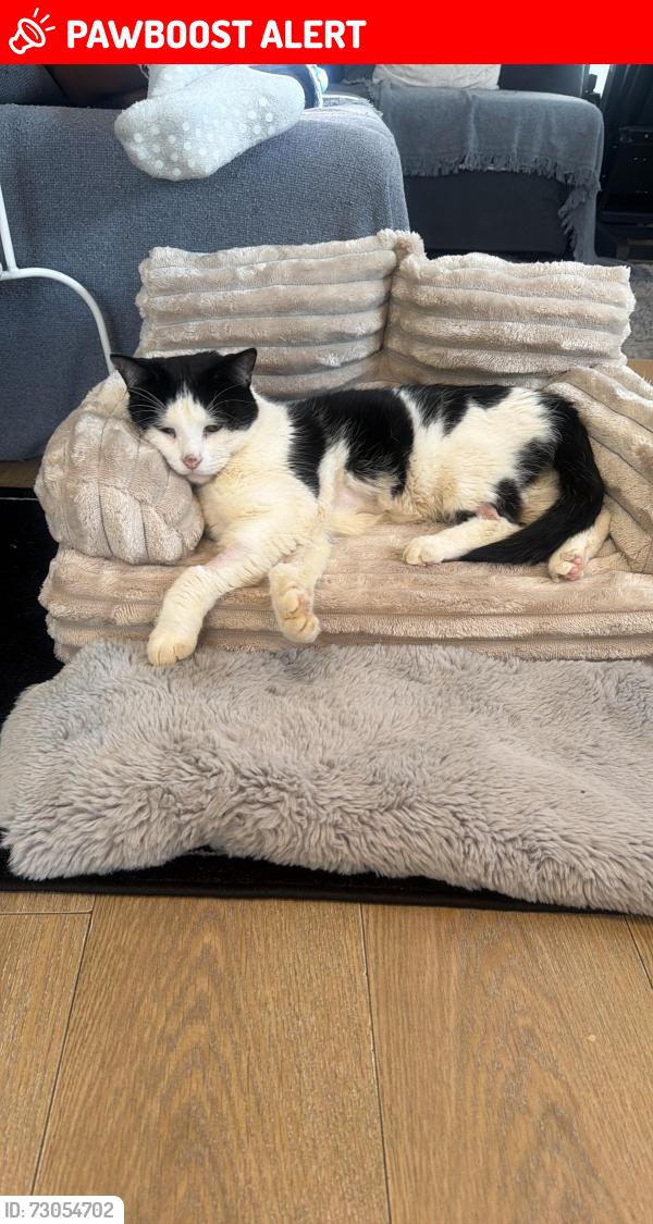 Lost Male Cat last seen Canterbury Road, York Road, Stanley road, Greater London, England CR0