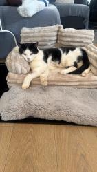 Lost Male Cat last seen Canterbury Road, York Road, Stanley road, Greater London, England CR0