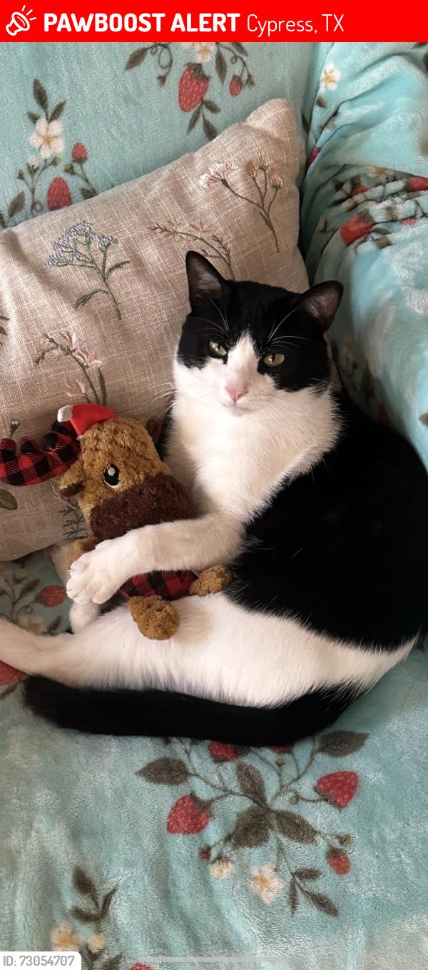 Lost Male Cat last seen Broadbluff ln, Cypress, TX 77433