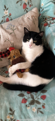 Lost Male Cat last seen Broadbluff ln, Cypress, TX 77433