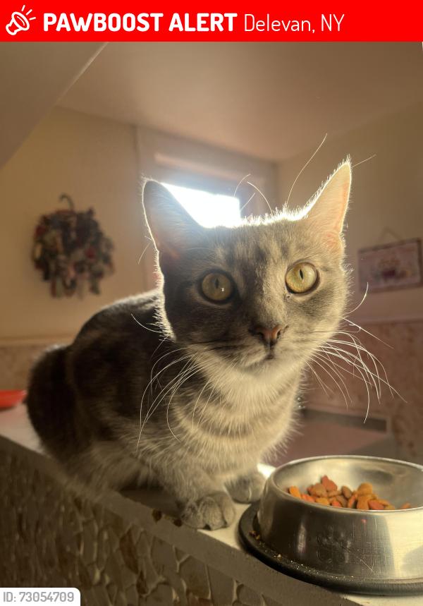 Lost Female Cat last seen Delevan Park. Delevan Firehall, Delevan, NY 14042