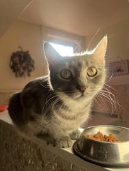 Lost Female Cat last seen Delevan Park. Delevan Firehall, Delevan, NY 14042
