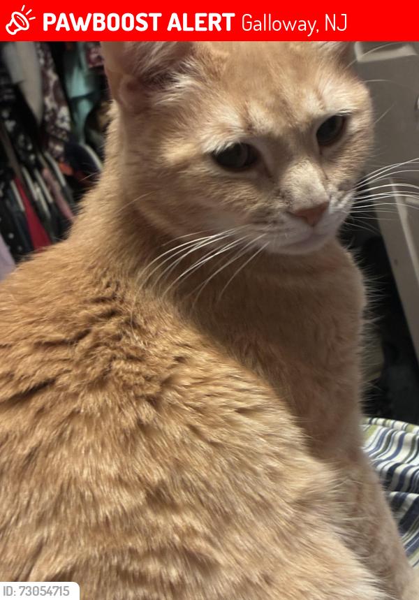Lost Male Cat last seen Lakefront circle, Galloway, NJ 08205