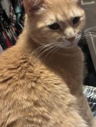 Lost Male Cat last seen Lakefront circle, Galloway, NJ 08205
