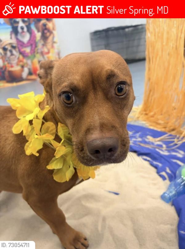 Lost Male Dog last seen Bradford and Hartwell, near Indian Hills and Sligo Creek, Silver Spring, MD 20901