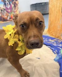 Lost Male Dog last seen Bradford and Hartwell, near Indian Hills and Sligo Creek, Silver Spring, MD 20901