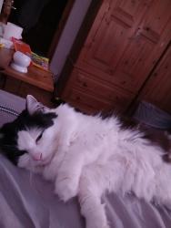 Reunited Female Cat last seen Violet hill hse, Greater London, England NW8