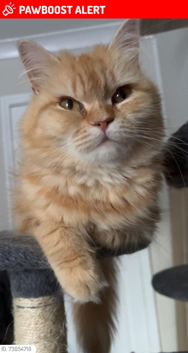 Lost Female Cat last seen Cliffe vale , Stoke-on-Trent, England ST4 7DB