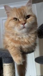 Lost Female Cat last seen Cliffe vale , Stoke-on-Trent, England ST4 7DB
