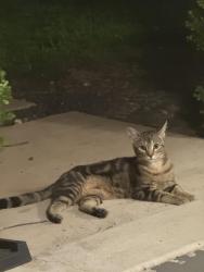 Found/Stray Unknown Cat last seen Walnut Hill, Dallas, TX 75229