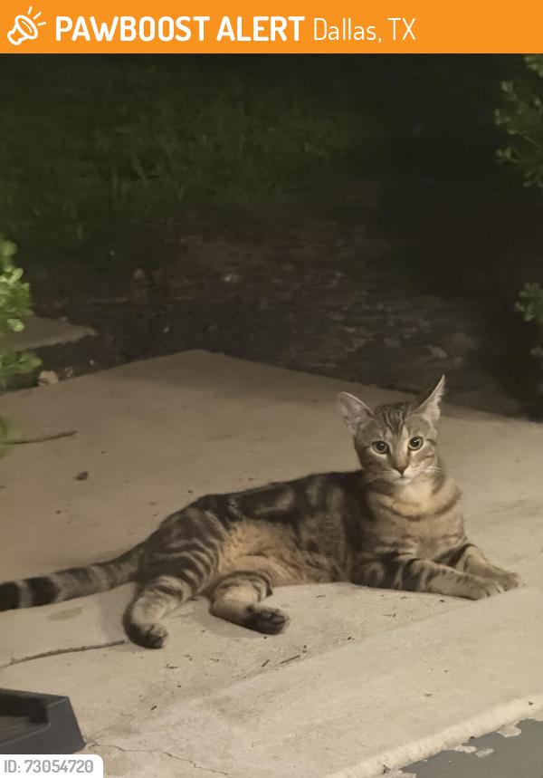 Found/Stray Unknown Cat last seen Walnut Hill, Dallas, TX 75229