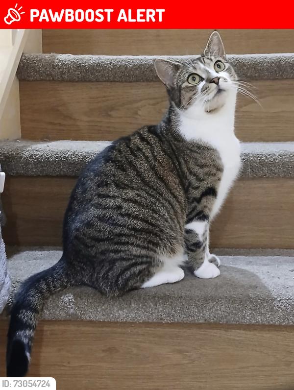 Lost Female Cat last seen SK5 6XU, Greater Manchester, England SK5 6XU