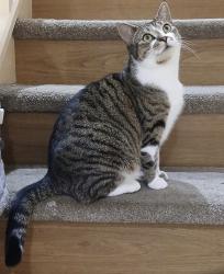 Lost Female Cat last seen SK5 6XU, Greater Manchester, England SK5 6XU