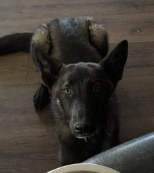 Reunited Female Dog last seen Champion St, Carson City, NV 89706, USA, Carson City, NV 89706