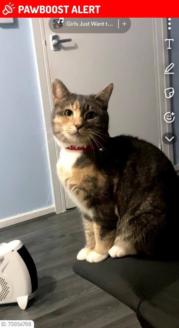 Lost Female Cat last seen Wednesfield road opposite the two sisters factory  in heath town is the apmts building  and she was seen  at the front of the building which is opposite the main road, buss lane as  that's where the bedroom window is that she had fallen from, Wolverhampton, England 
