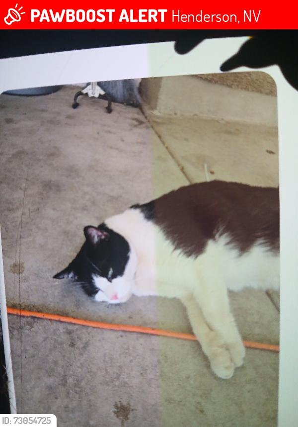 Lost Male Cat last seen Major ave And Burkholder, Henderson, NV 89015