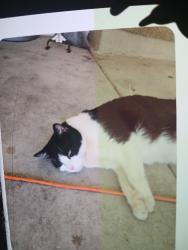 Lost Male Cat last seen Major ave And Burkholder, Henderson, NV 89015