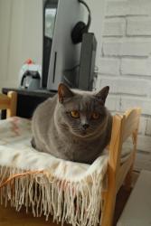 Lost Female Cat last seen Behind on of the back gradens, West Midlands, England B44 9AE