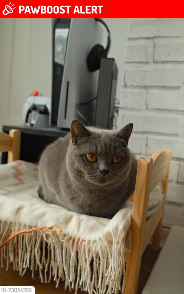 Lost Female Cat last seen Behind on of the back gradens, West Midlands, England B44 9AE