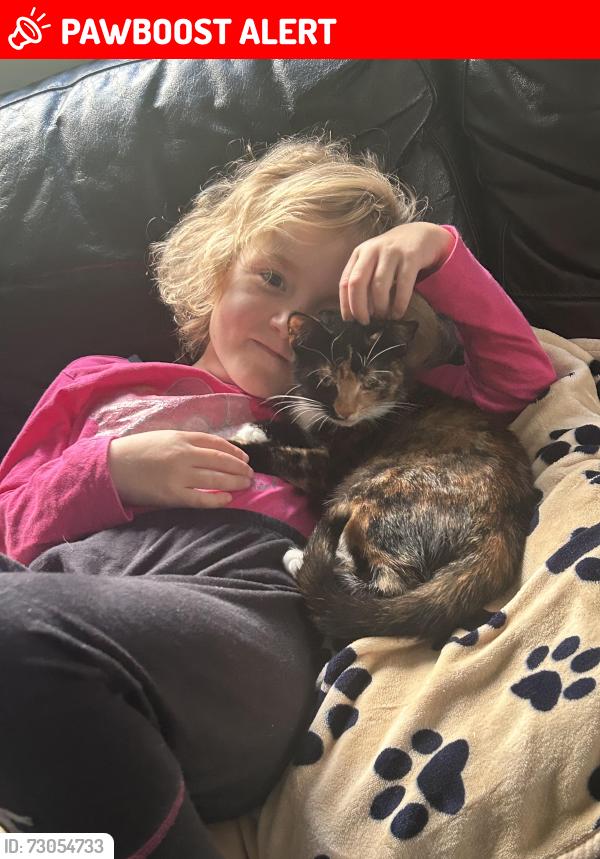 Lost Female Cat last seen Yeoford road, Cheriton Bishop, England EX6 6HY