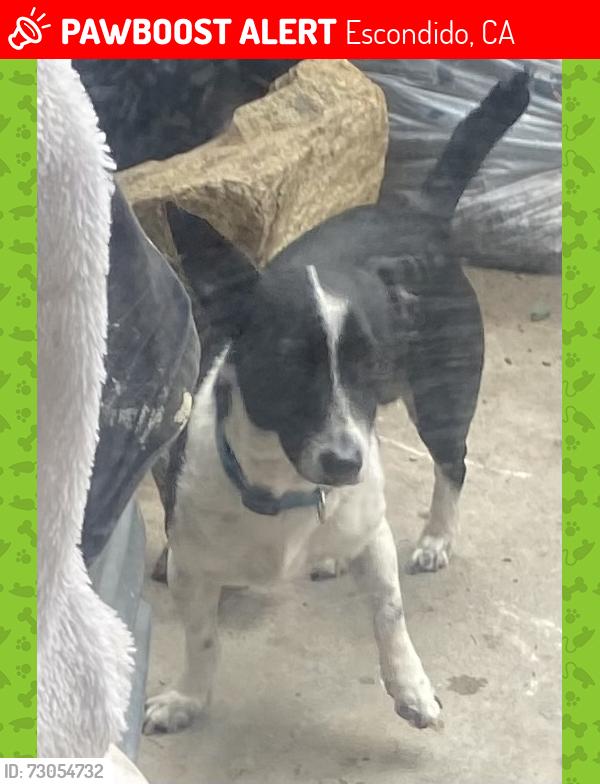 Lost Male Dog last seen Papa John’s and laundry mat, Escondido, CA 92026