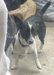 Lost Male Dog last seen Papa John’s and laundry mat, Escondido, CA 92026