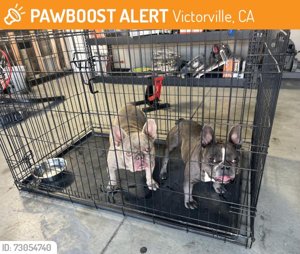 Found/Stray Unknown Dog last seen Showhorse and Clydesdale run lane, Victorville, CA 92394