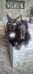 Lost Male Cat last seen Forthriver link , green or drive, Belfast, Northern Ireland BT13