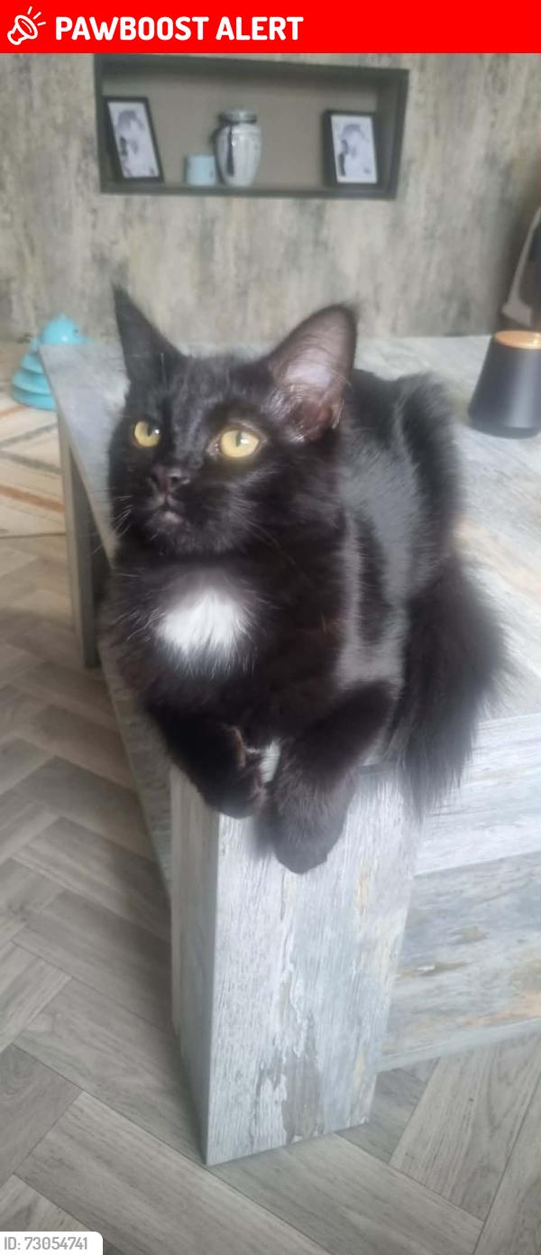 Lost Male Cat last seen Forthriver link , green or drive, Belfast, Northern Ireland BT13