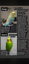 Lost Male Bird last seen LAST SEEN KENSINGTON, CA., Union City, CA 94587