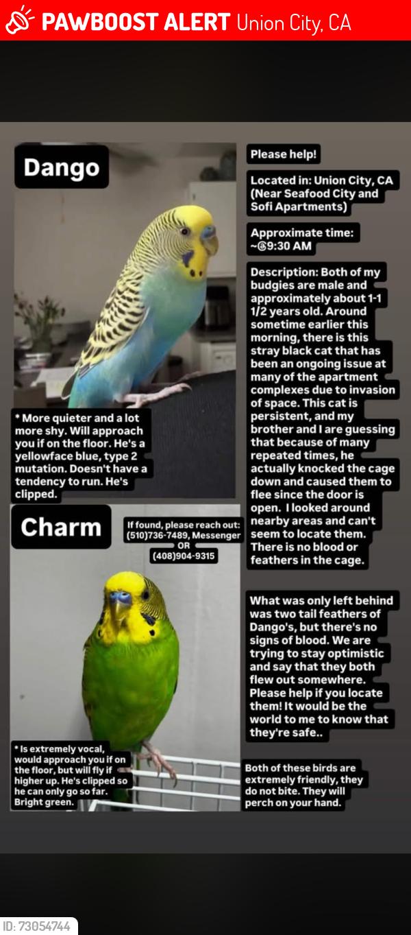 Lost Male Bird last seen LAST SEEN KENSINGTON, CA., Union City, CA 94587