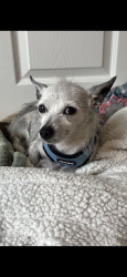 Found/Stray Female Dog last seen Redondo and Anaheim Street, Long Beach, CA 90804