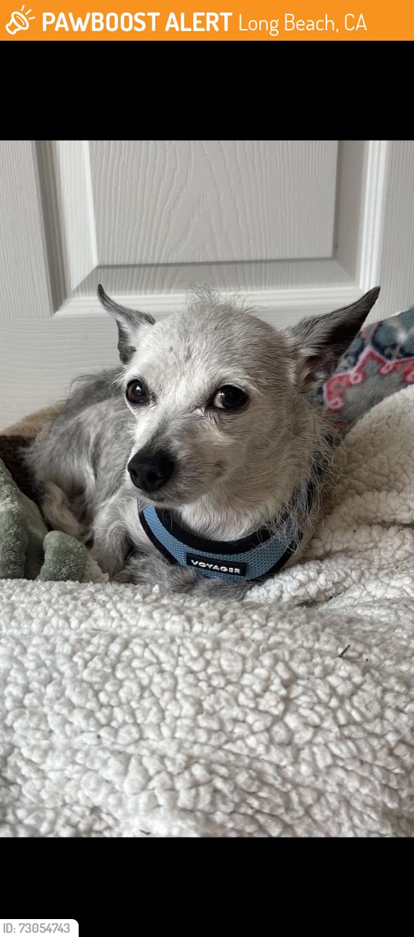 Found/Stray Female Dog last seen Redondo and Anaheim Street, Long Beach, CA 90804