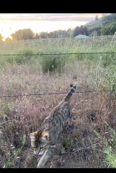 Reunited Female Cat last seen Near E Maringo Dr, Spokane County, WA 99212